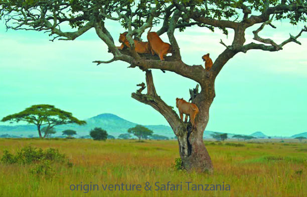Tarangire in dry season